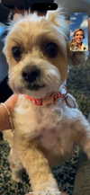 alisonbowles Altpins Profile Picture