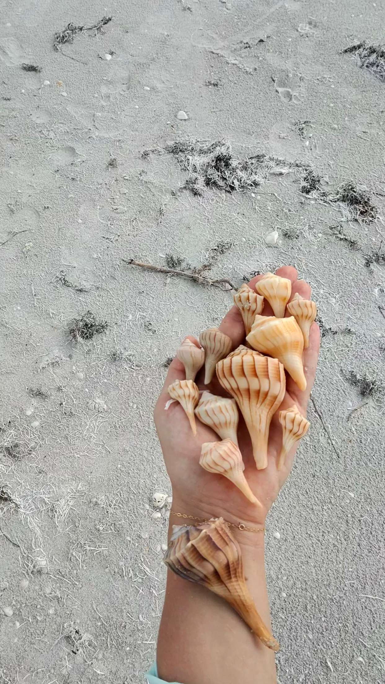 alisonbowles snapchat image archive image