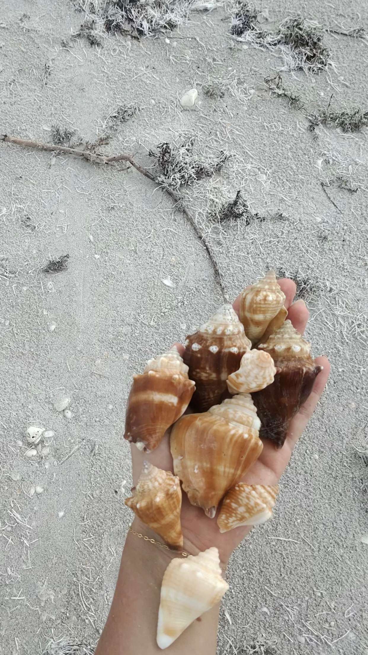 alisonbowles snapchat image archive image