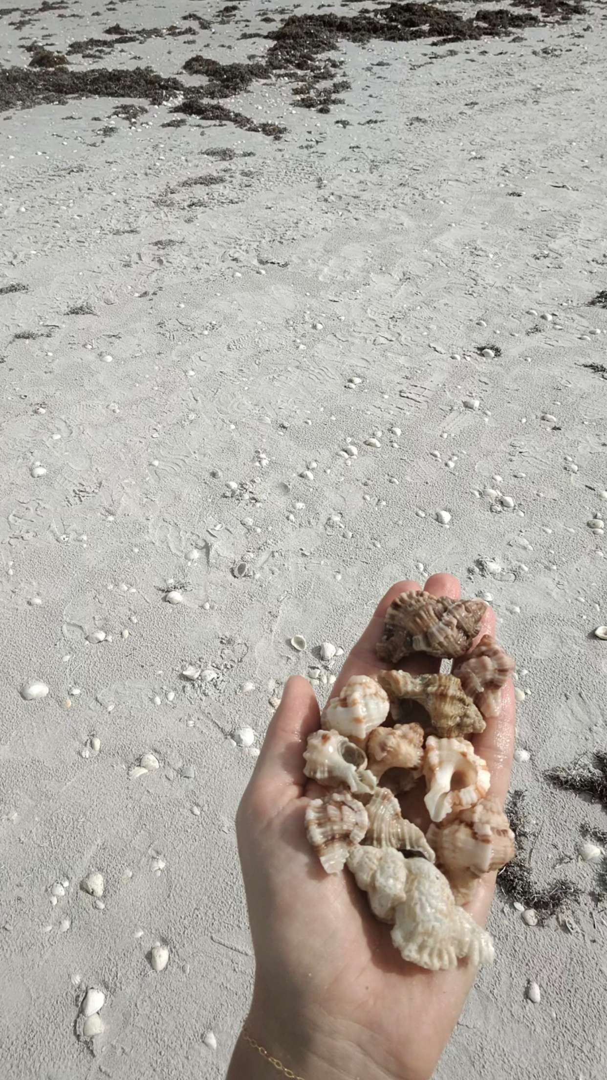 alisonbowles snapchat image archive image