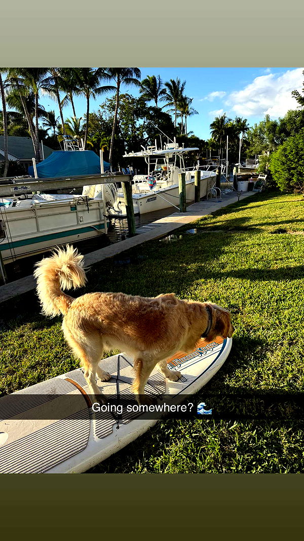 alisonbowles image ~ Altpins