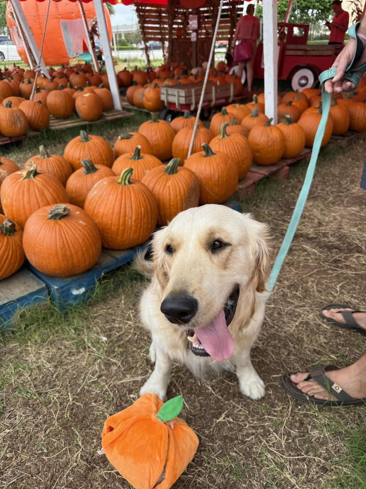 alisonbowles snapchat image archive image