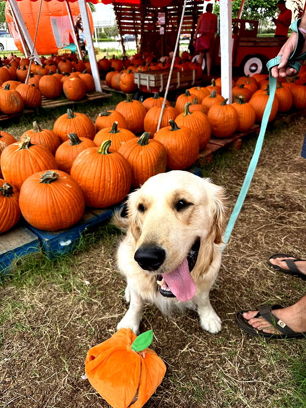 alisonbowles image ~ Altpins