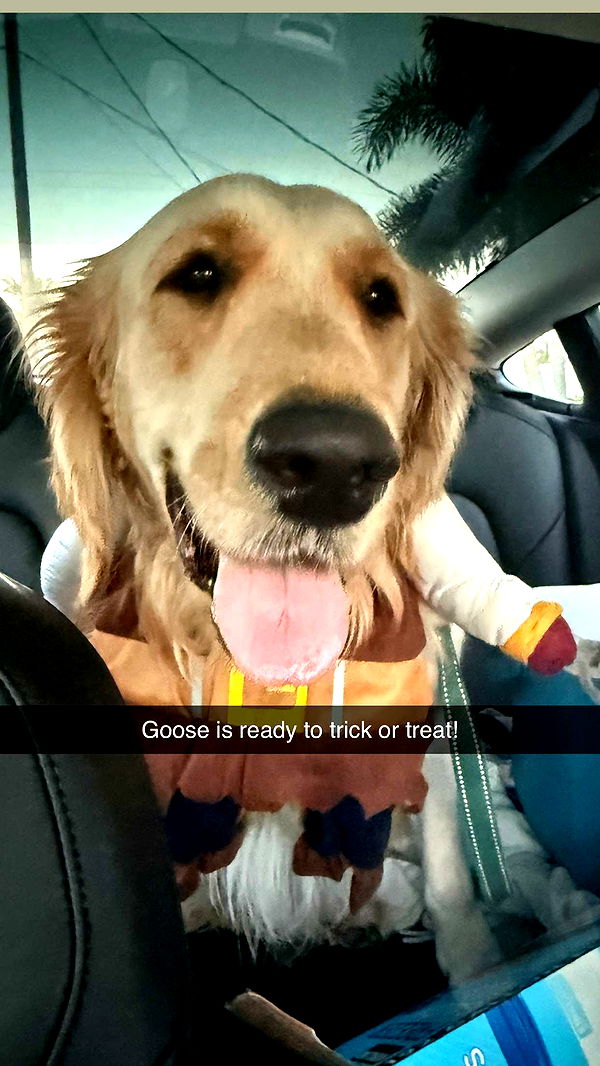 alisonbowles image ~ Altpins