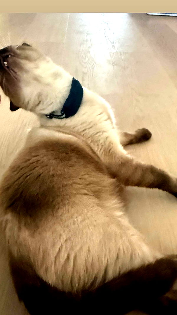 alisonbowles image ~ Altpins