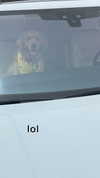 alliebear Altpins Profile Picture