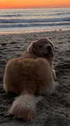 alliebear Altpins Profile Picture