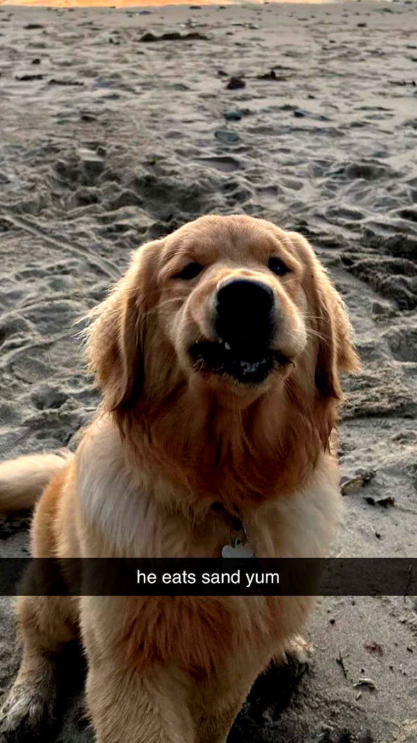 alliebear snapchat image archive image