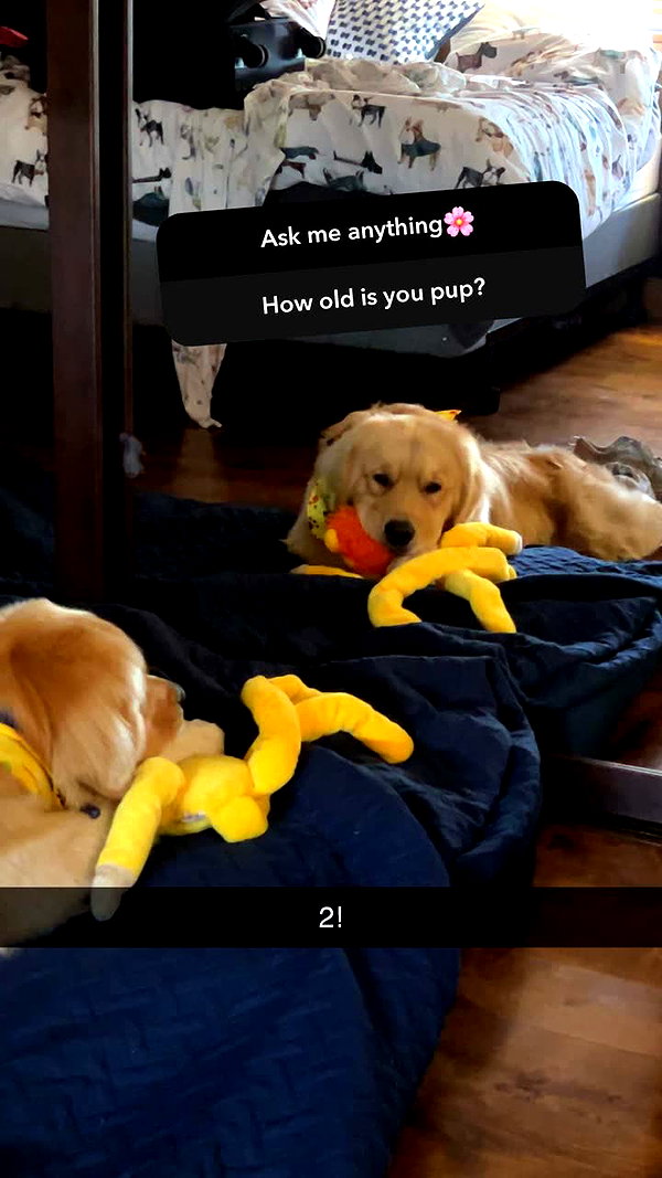 alliebear snapchat image archive image