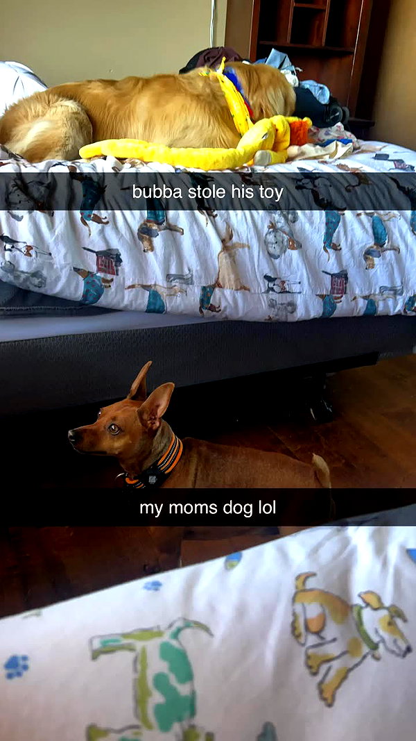 alliebear snapchat image archive image