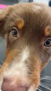 alliebear Altpins Profile Picture