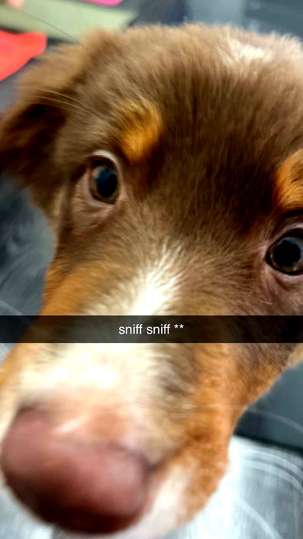 alliebear snapchat image archive image