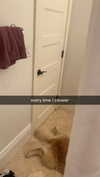 alliebear Altpins Profile Picture
