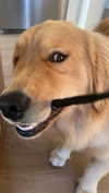 alliebear Altpins Profile Picture