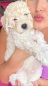 alliebear Altpins Profile Picture