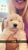 alliebear Altpins Profile Picture