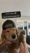 alliebear Altpins Profile Picture