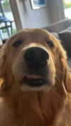 alliebear Altpins Profile Picture