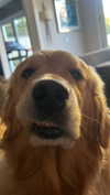 alliebear Altpins Profile Picture