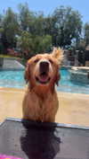 alliebear Altpins Profile Picture