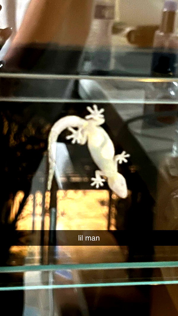 alliebear snapchat image archive image