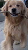 alliebear Altpins Profile Picture