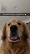 alliebear Altpins Profile Picture