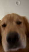 alliebear Altpins Profile Picture