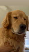 alliebear Altpins Profile Picture