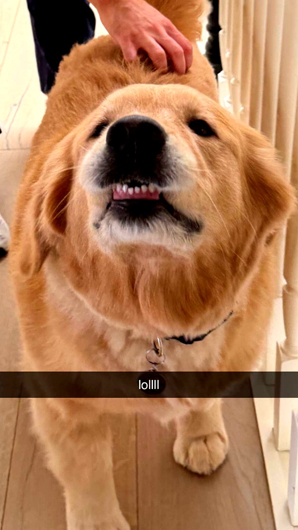 alliebear snapchat image archive image