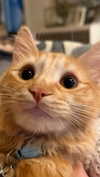 alliebear Altpins Profile Picture