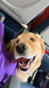 alliebear Altpins Profile Picture