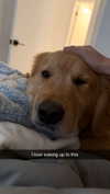 alliebear Altpins Profile Picture