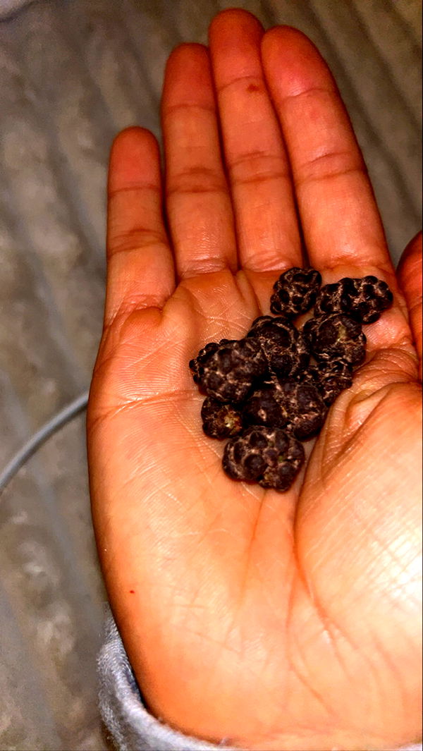 ally1renee image ~ Altpins