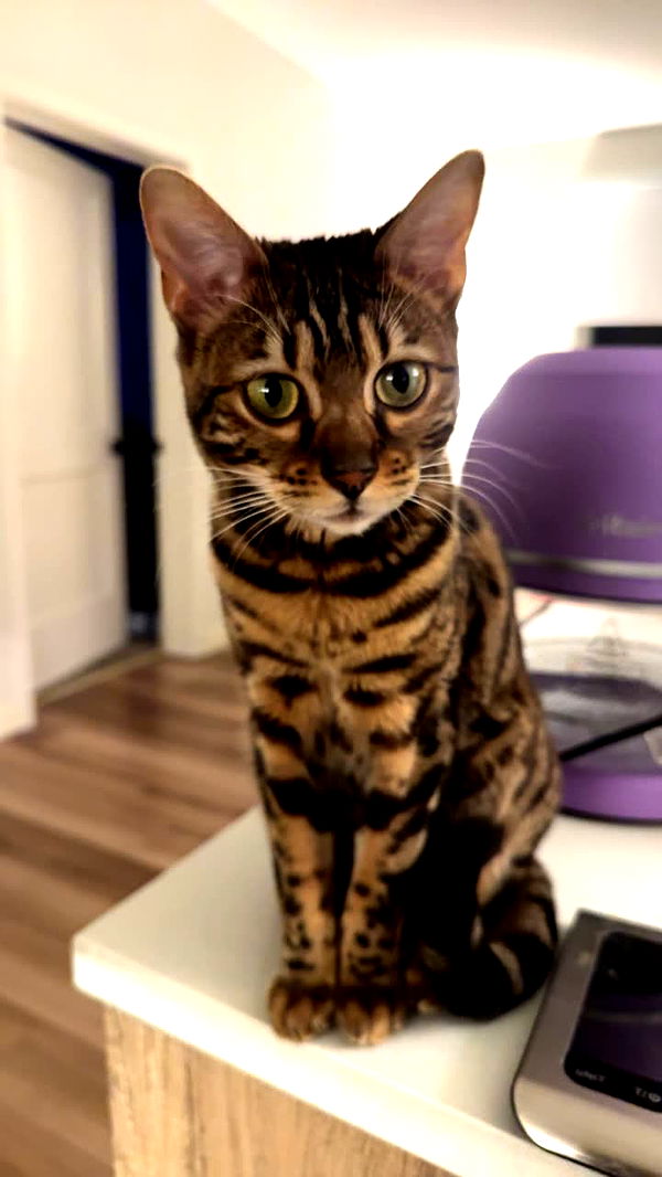 ameliabfit image ~ Altpins