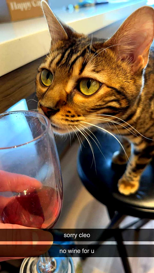 ameliabfit image ~ Altpins