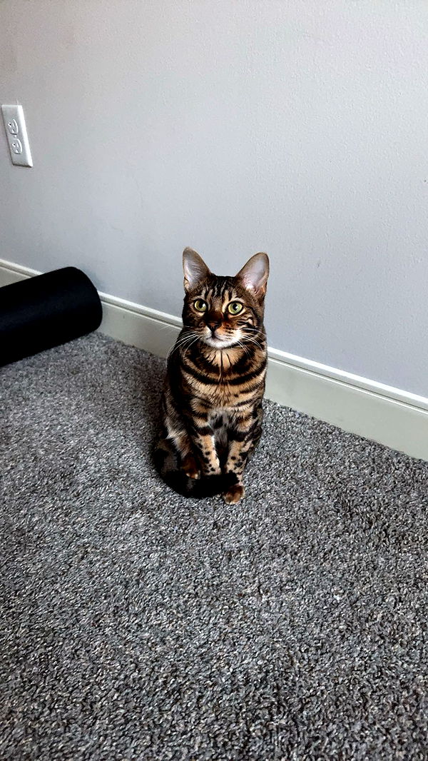 ameliabfit image ~ Altpins