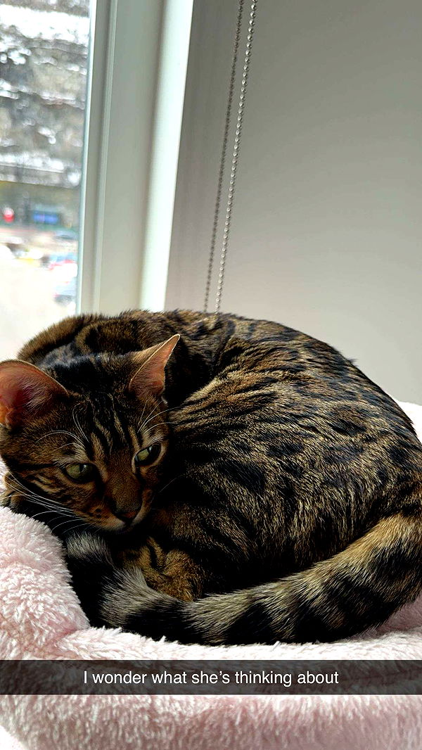 ameliabfit image ~ Altpins