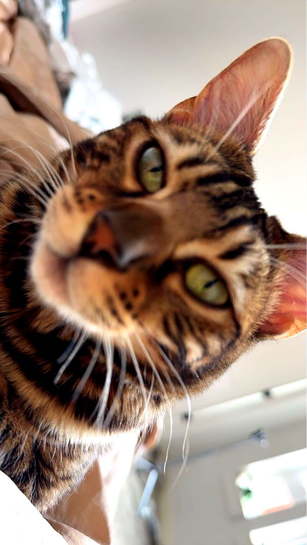 ameliabfit image ~ Altpins