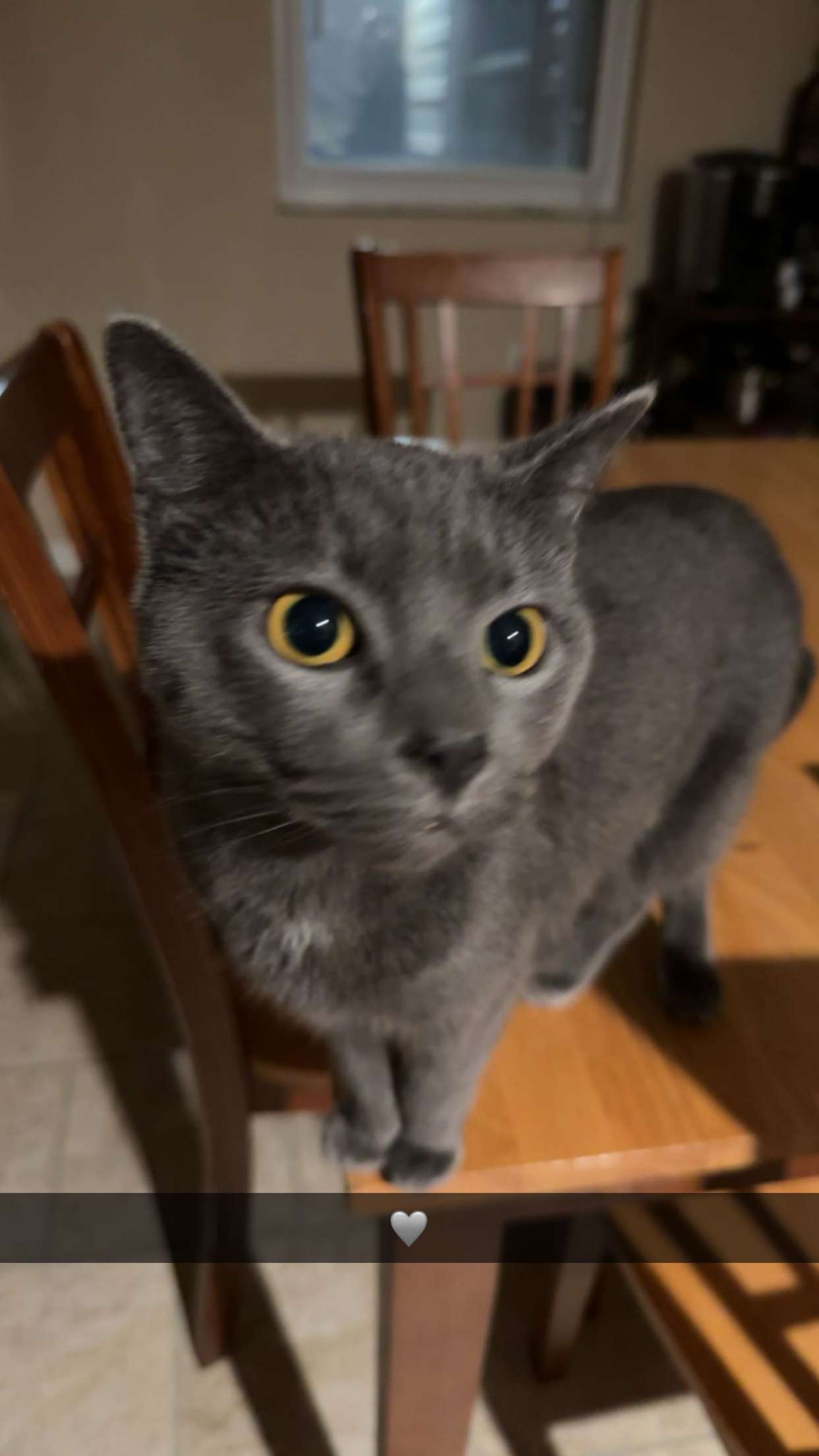 ameliabfit snapchat image archive image