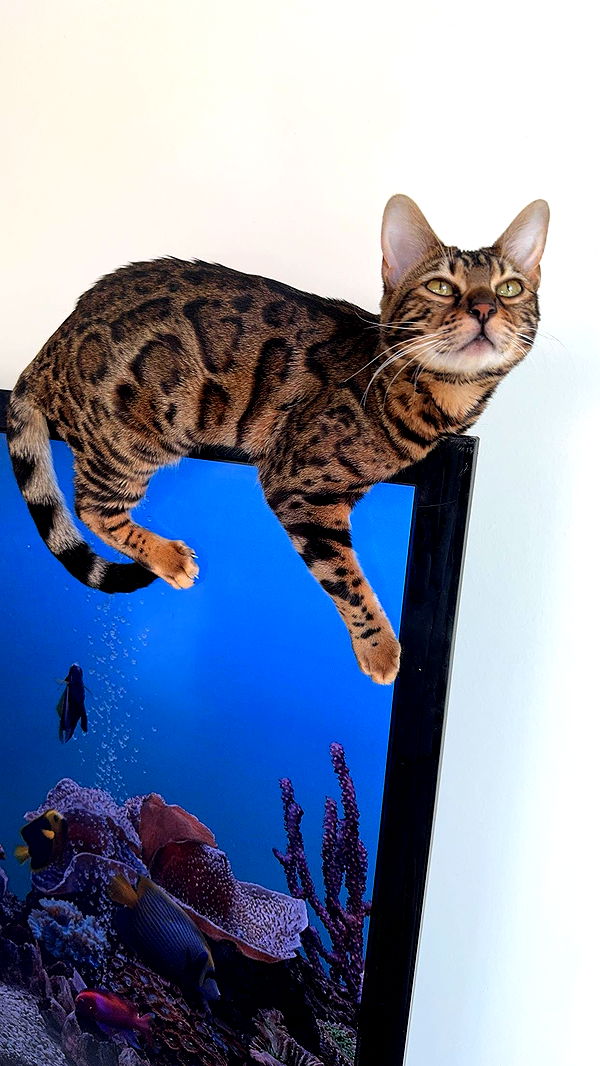 ameliabfit image ~ Altpins