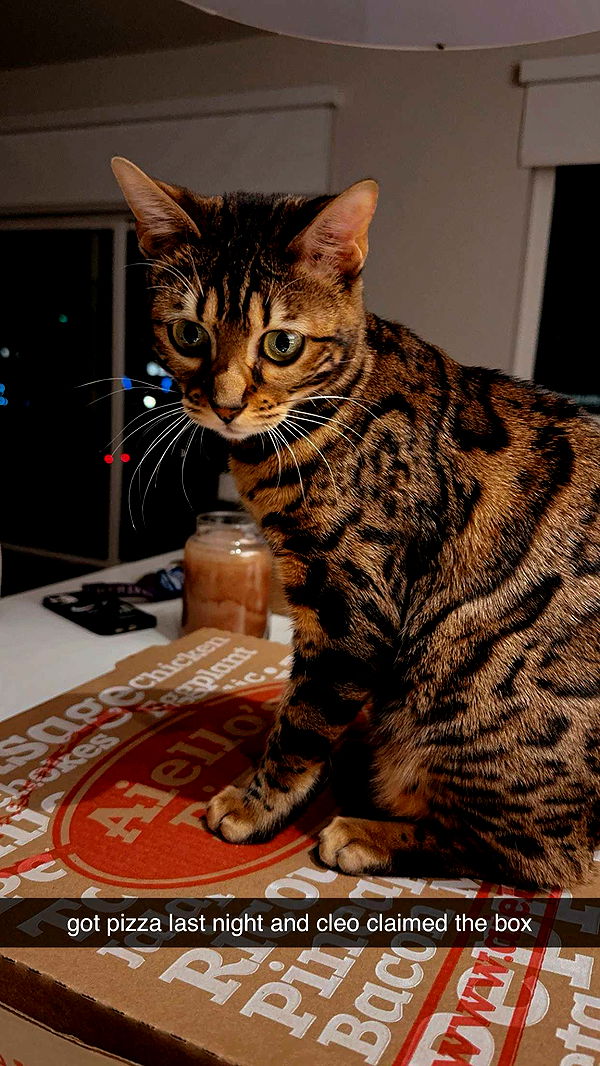 ameliabfit image ~ Altpins