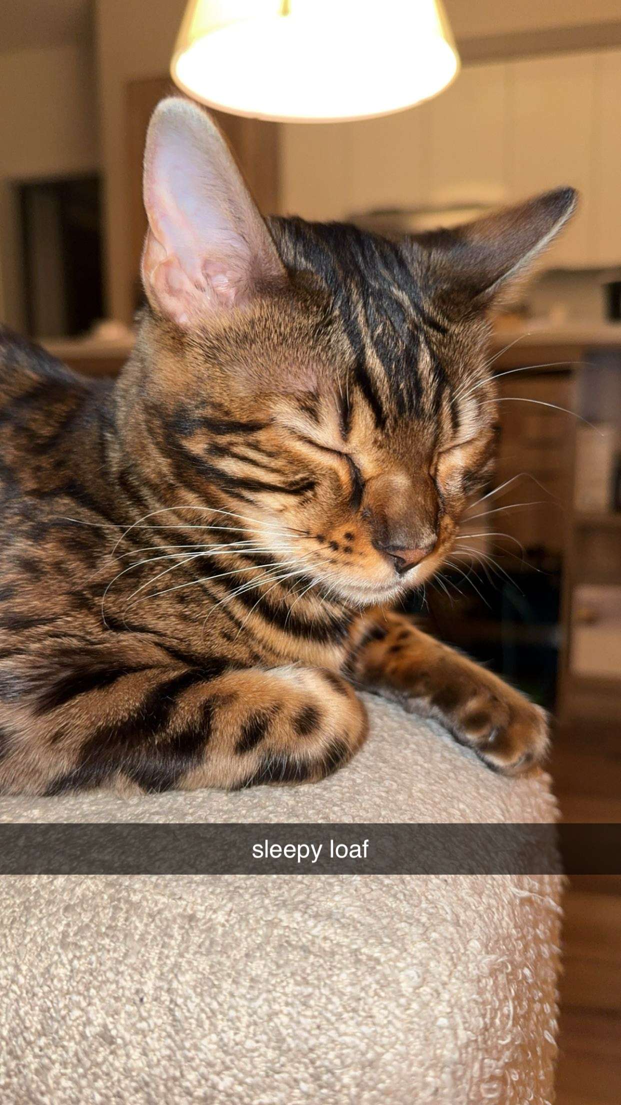 ameliabfit snapchat image archive image