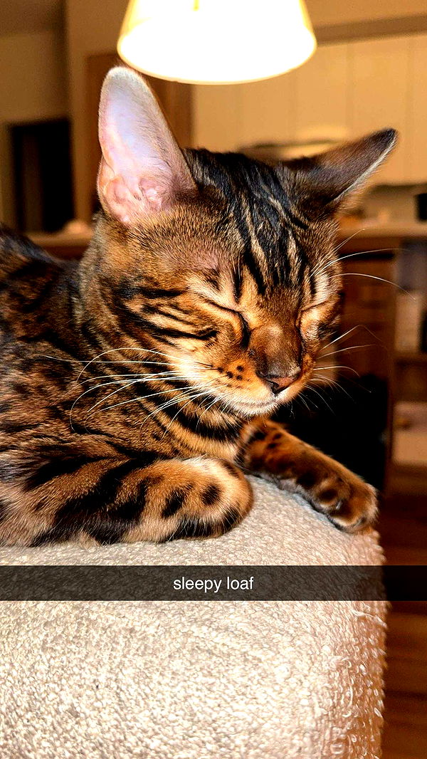 ameliabfit image ~ Altpins