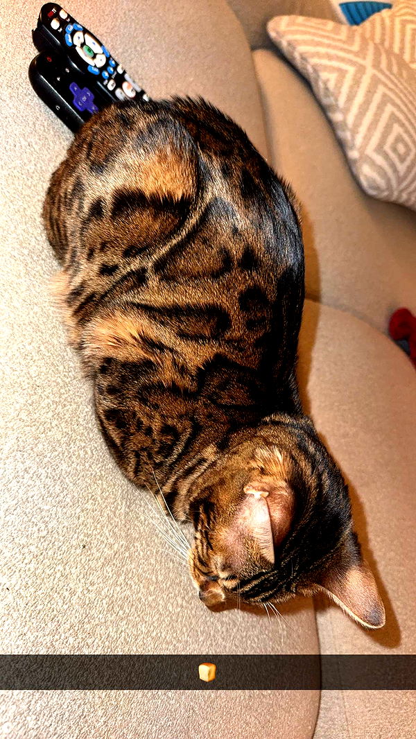 ameliabfit image ~ Altpins