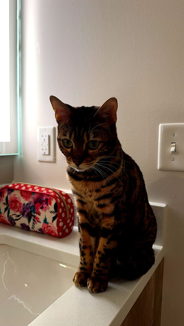 ameliabfit image ~ Altpins