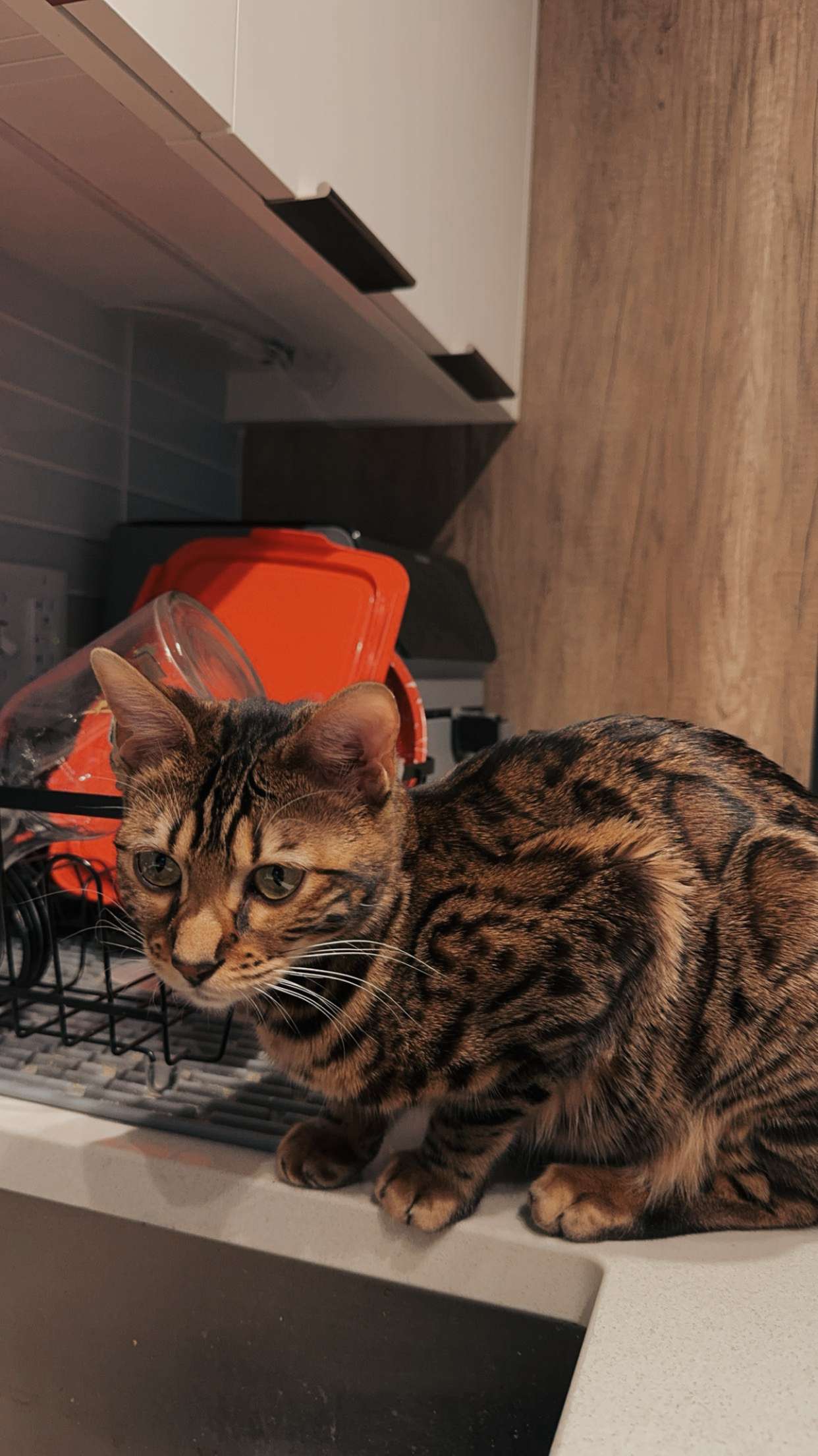 ameliabfit snapchat image archive image