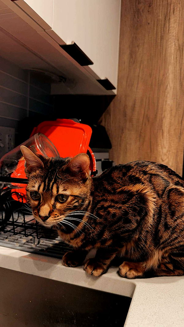 ameliabfit image ~ Altpins