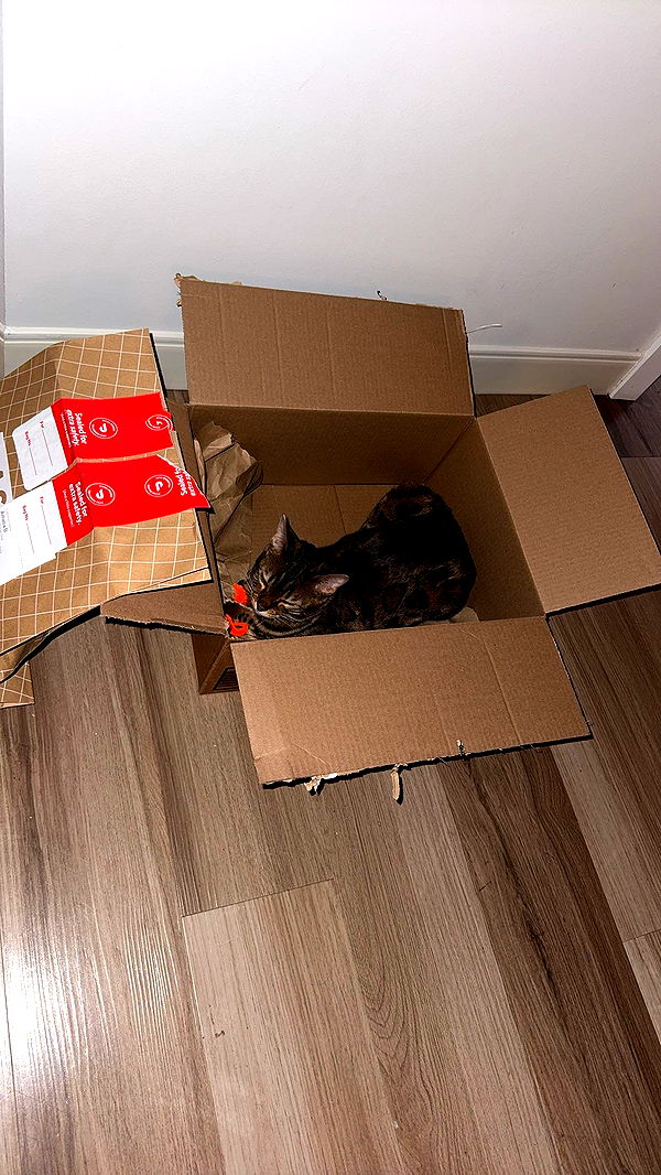 ameliabfit image ~ Altpins