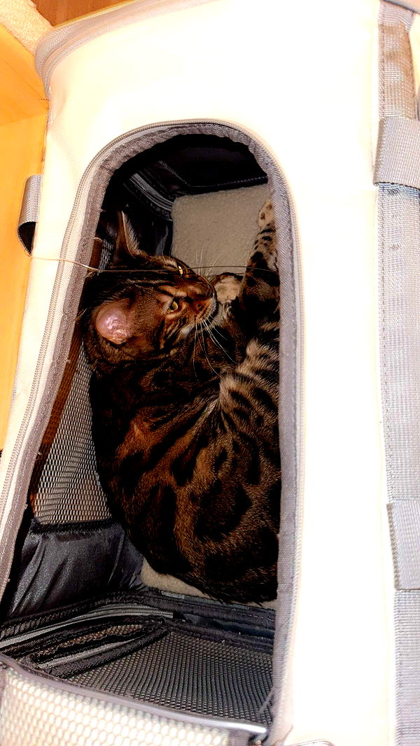 ameliabfit image ~ Altpins